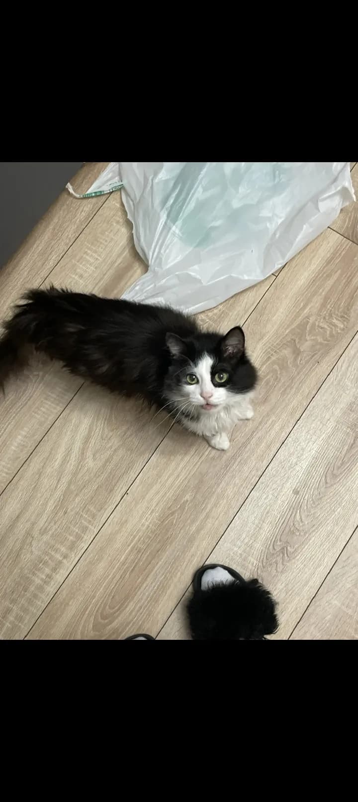 Пропал кот