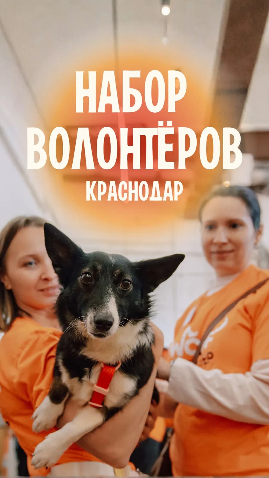 Фестиваль WOOF в Краснодаре — 2026