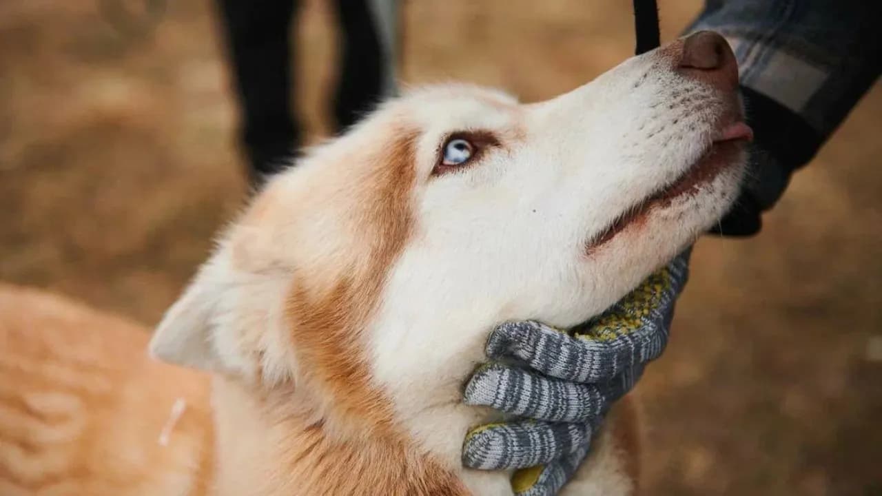 Помощь в выгуле собак из приюта